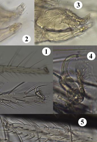 Penthaleus sp.